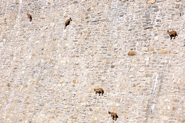 découvrez des bouquetins escaladant le barrage dans le canton du valais, une image spectaculaire de la nature sauvage des alpes suisses.