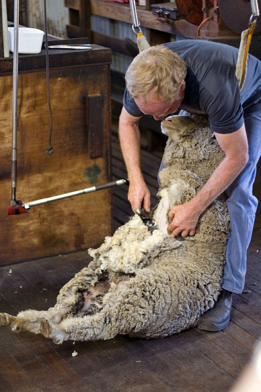 découvrez nos pelouses entretenues de manière naturelle grâce à nos moutons tondeurs. une méthode respectueuse de l'environnement pour des espaces verts impeccables.