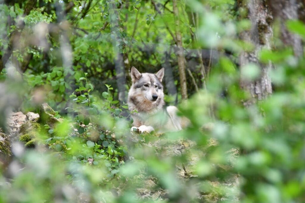 découvrez les incidents autour des attaques de chiens-loups, leurs origines, et les conseils de sécurité à adopter. informez-vous sur la cohabitation entre l'homme et cette espèce fascinante, mais parfois imprévisible.