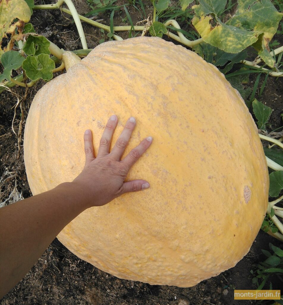 découvrez la fascinante citrouille géante de saint-gall, un événement incontournable pour les passionnés de jardinage et de gastronomie. admirez ces impressionnantes créations, participez à des ateliers, et savourez des plats à base de citrouille. joignez-vous à nous pour une célébration de la culture et des traditions locales !